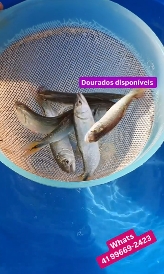 Alevinos Curitiba - Comercialização de Filhotes de Peixes | +20 Espécies